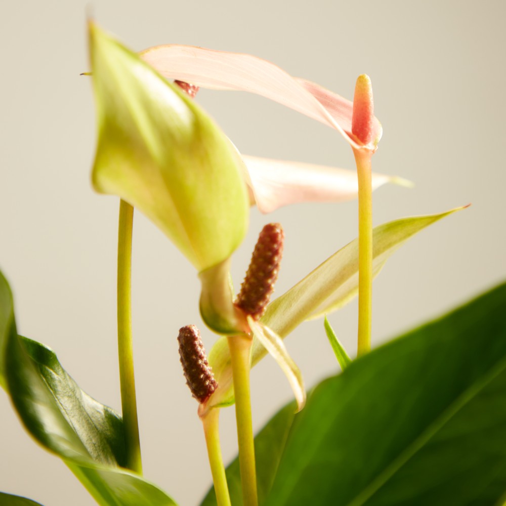 Антуриум Лилли