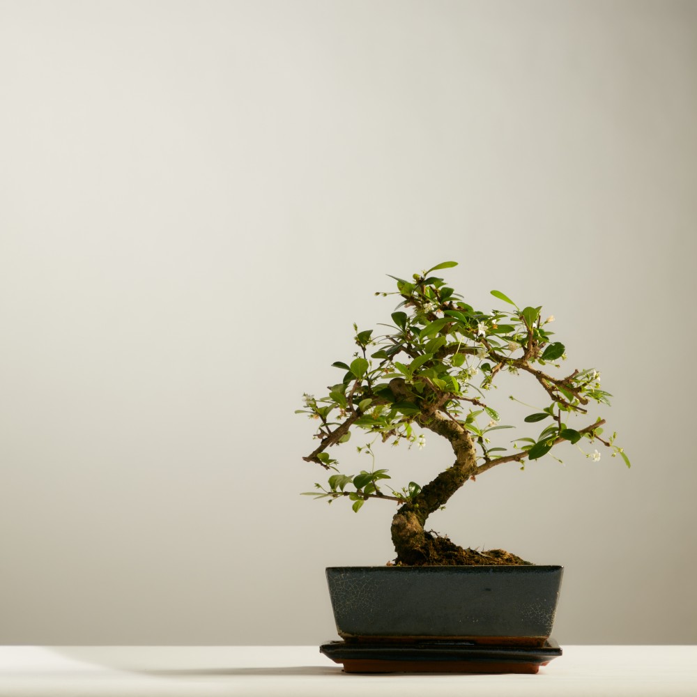 Бонсай Кармона Бонсай Кармона