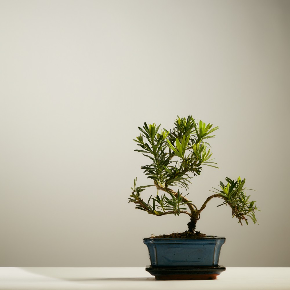 Бонсай Подокарпус