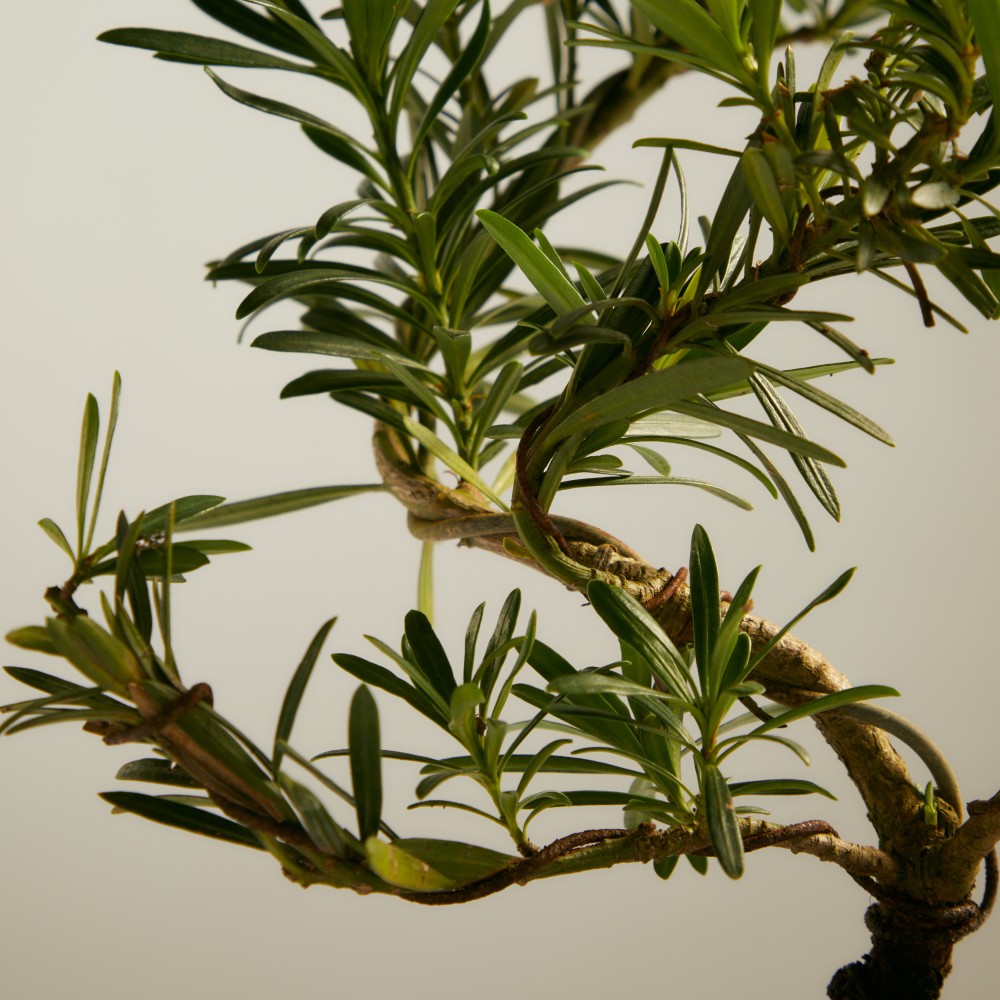 Бонсай Подокарпус