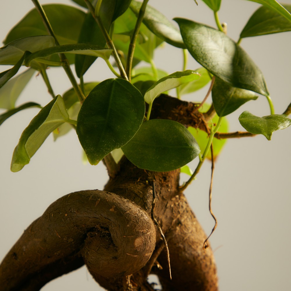 Фикус Микрокарпа Гинсенг