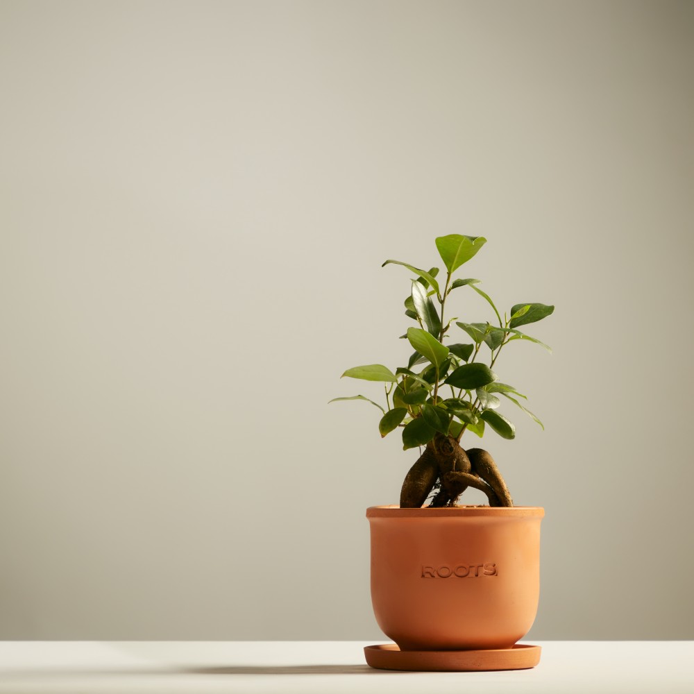 Фикус Микрокарпа Гинсенг