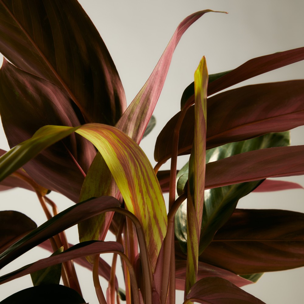 Строманта Триостар Строманта Триостар