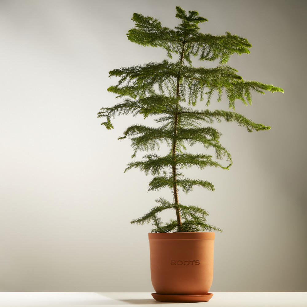 Араукария Араукария