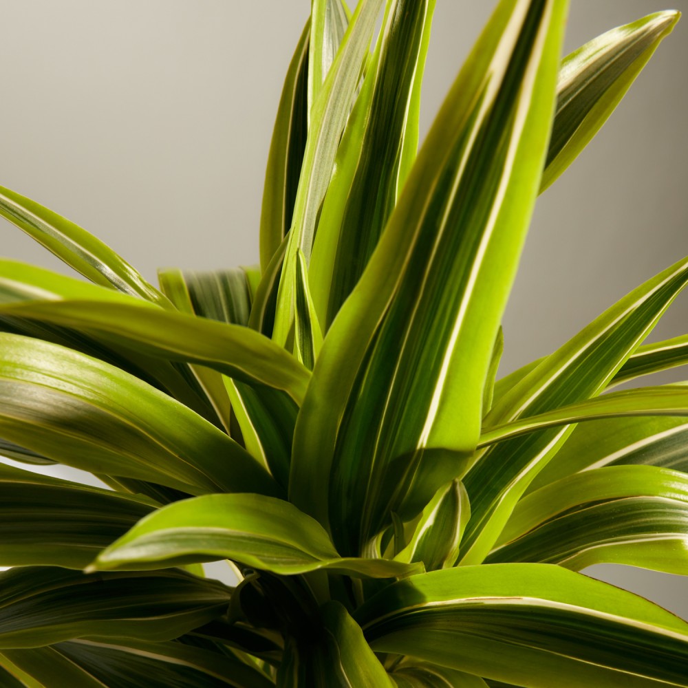 Драцена Лемон Лайм Драцена Лемон Лайм