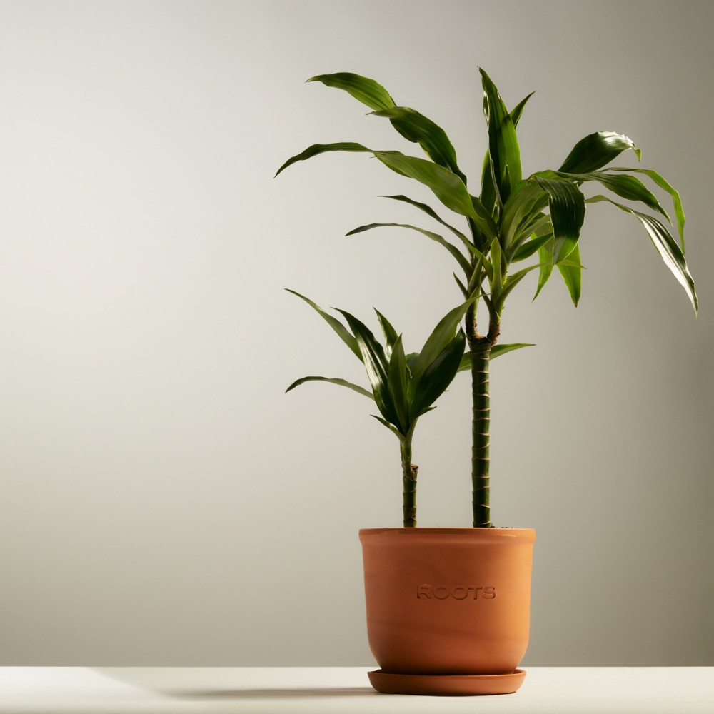 Драцена Джанет Крейг