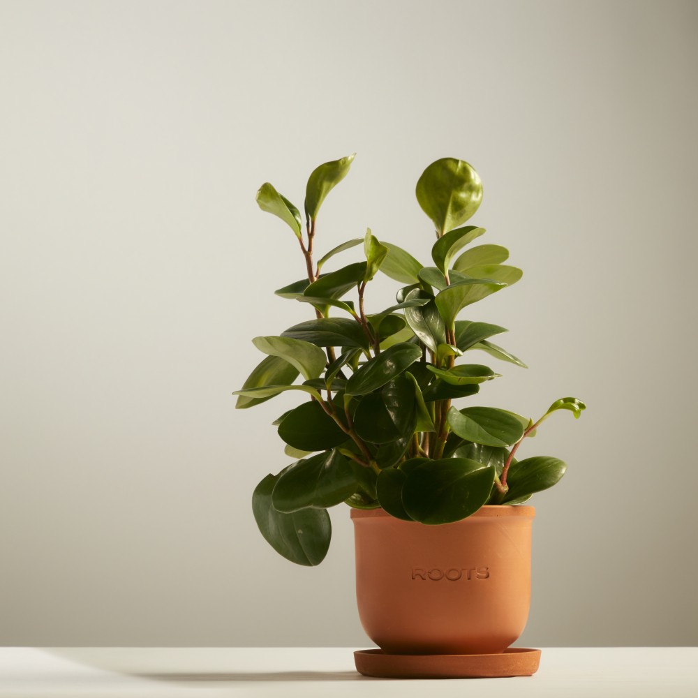 Пеперомия Грин Голд Пеперомия Грин Голд