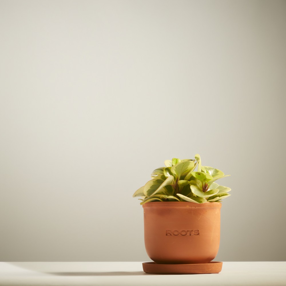 Пеперомия Обитан Биколор Пеперомия Обитан Биколор