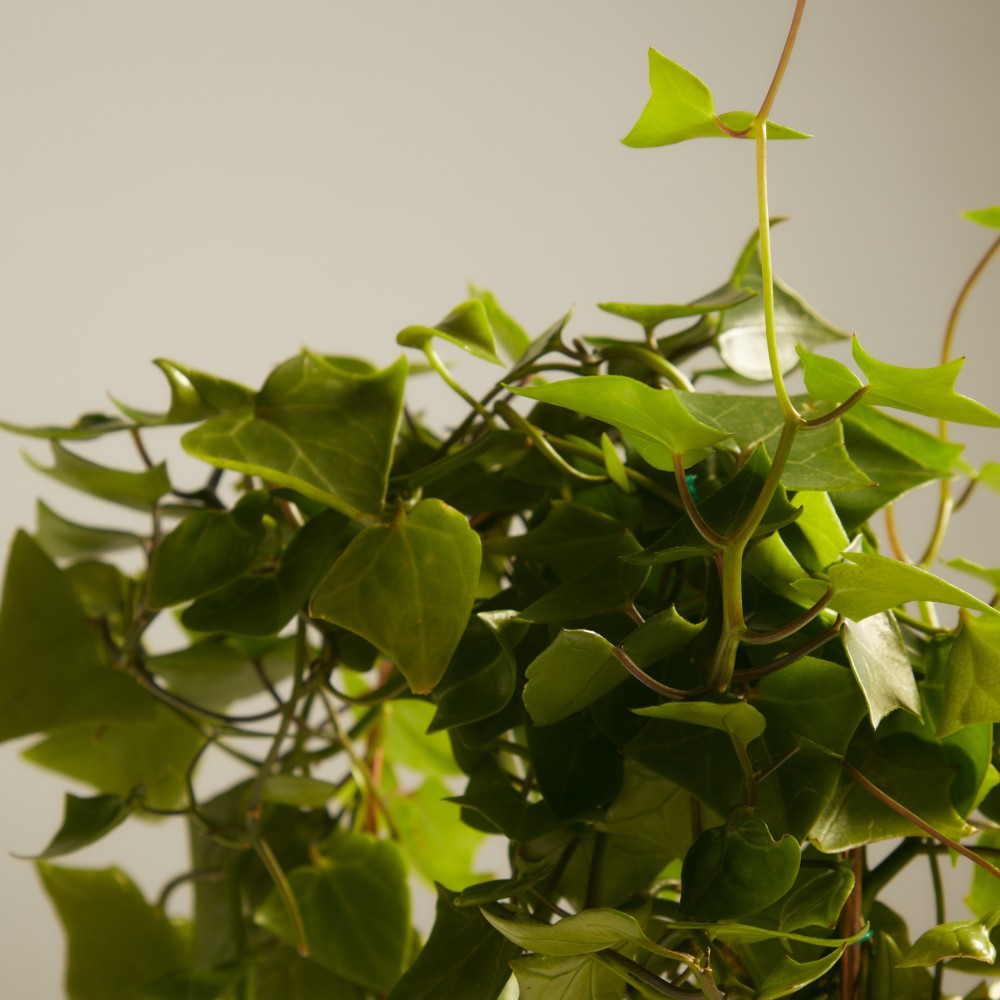 Крестовник Макроглоссус Крестовник Макроглоссус