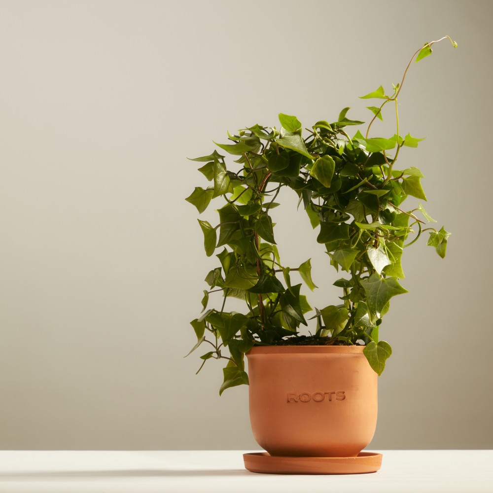 Крестовник Макроглоссус Крестовник Макроглоссус