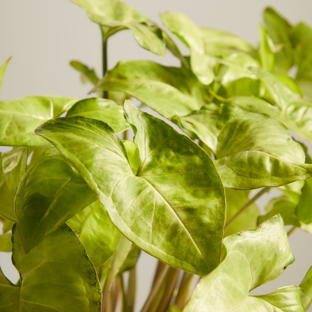 Сингониум Вайт Баттерфляй Сингониум Вайт Баттерфляй