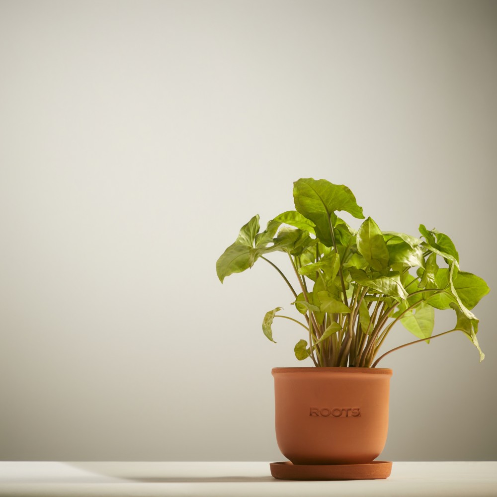 Сингониум Вайт Баттерфляй Сингониум Вайт Баттерфляй