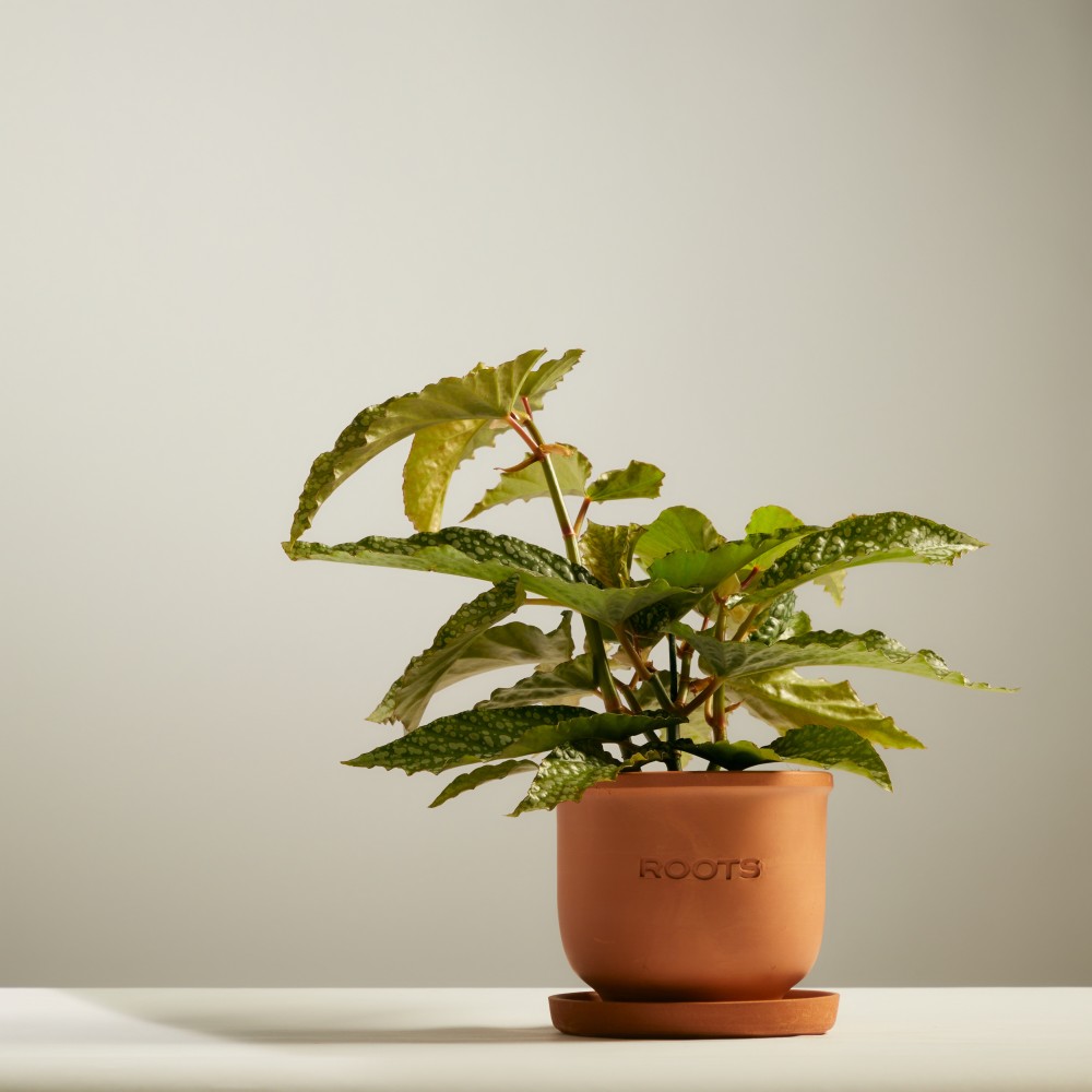 Бегония Макулата Бегония Макулата