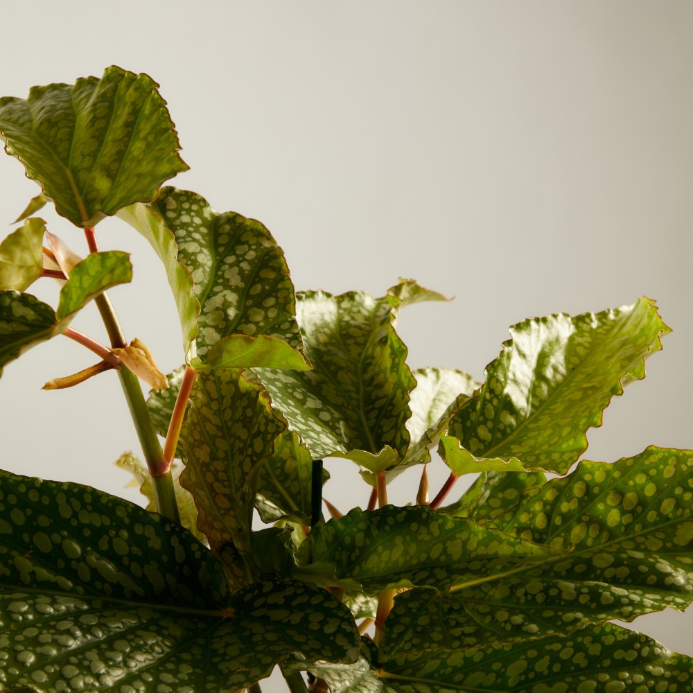 Бегония Макулата Бегония Макулата