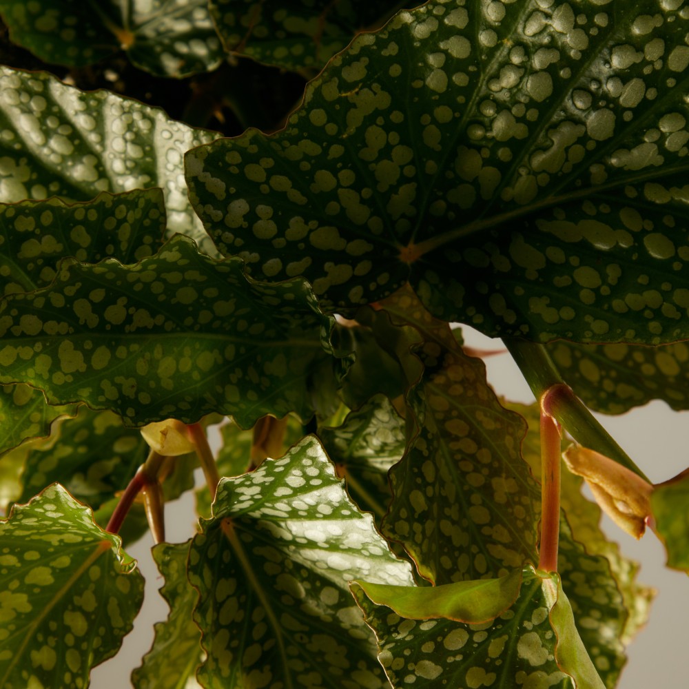 Бегония Макулата Бегония Макулата