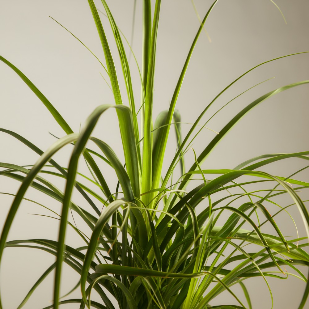 Нолина Нолина