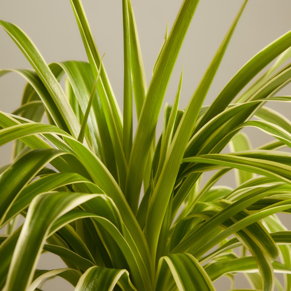 Хлорофитум Виттатум Хлорофитум Виттатум