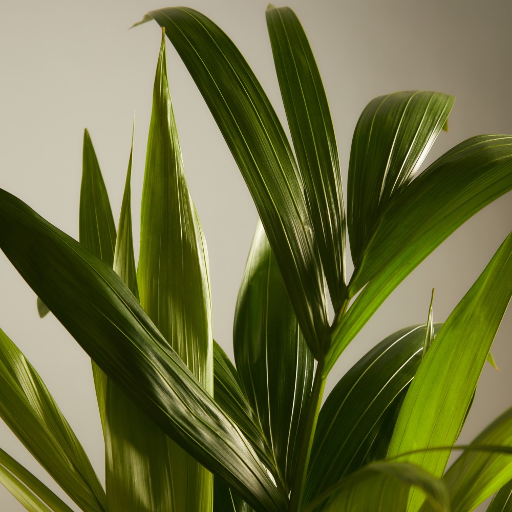 Ховея Форстериана Ховея Форстериана