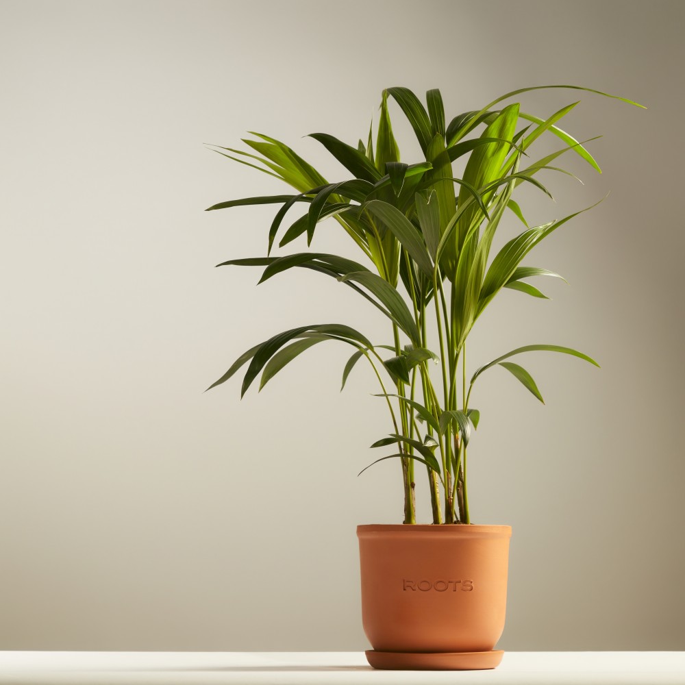 Ховея Форстериана Ховея Форстериана