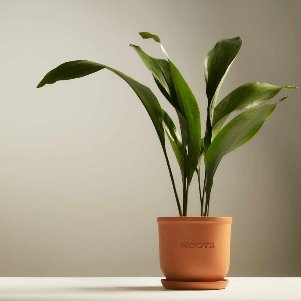 Аспидистра Элатиор 