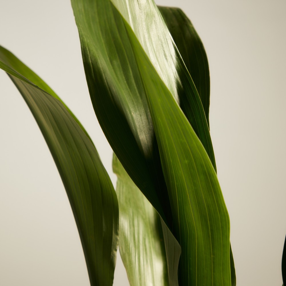 Аспидистра Элатиор 