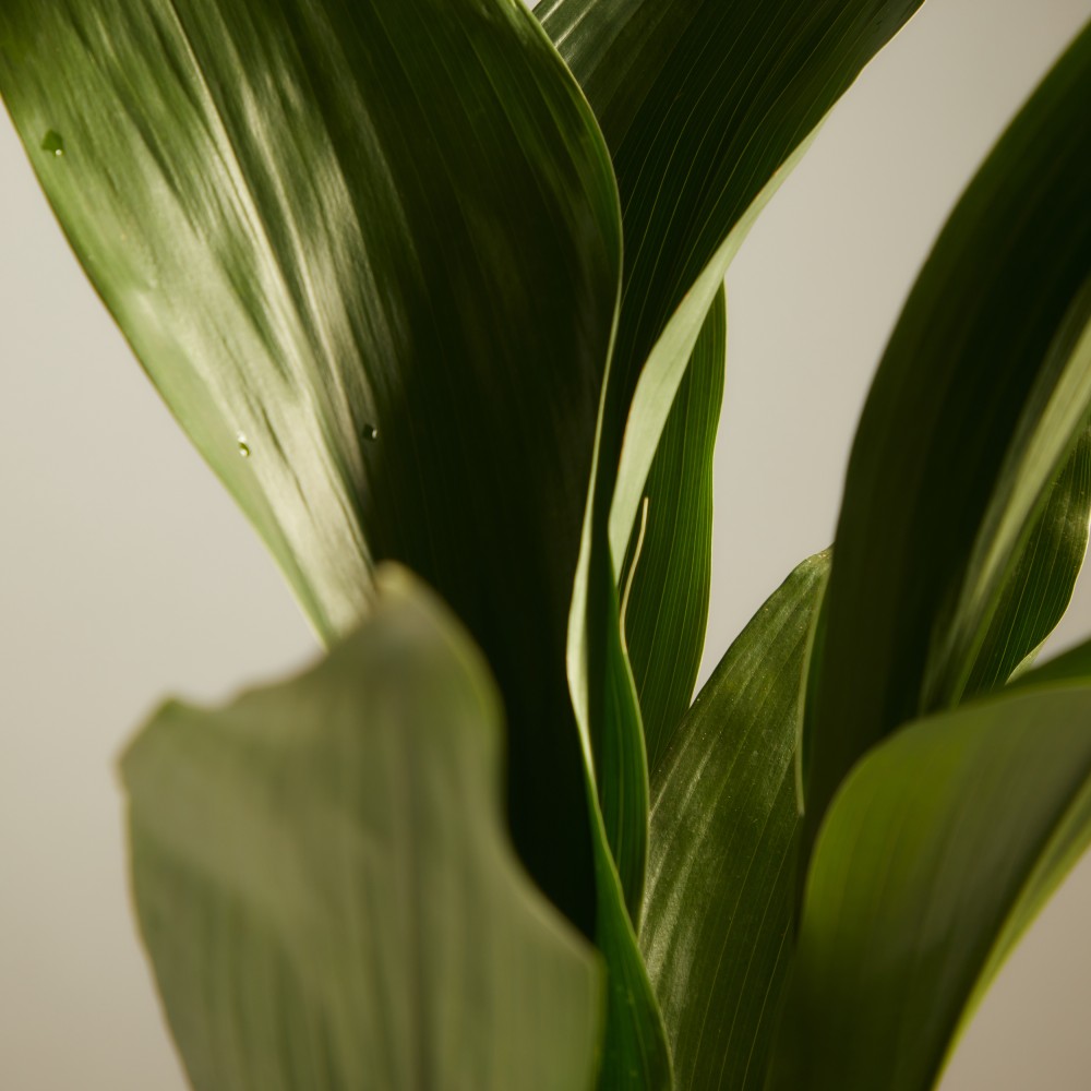 Аспидистра Элатиор 