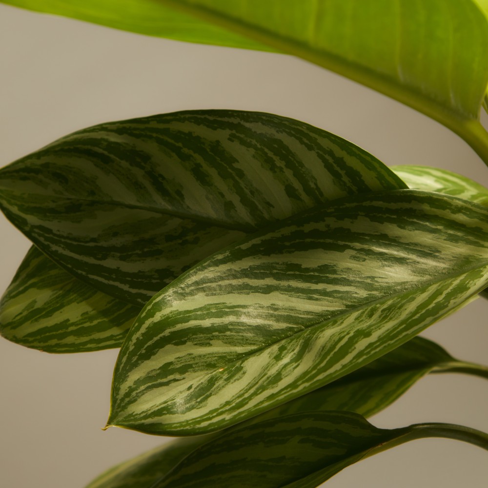 Аглаонема Страйпс Аглаонема Страйпс