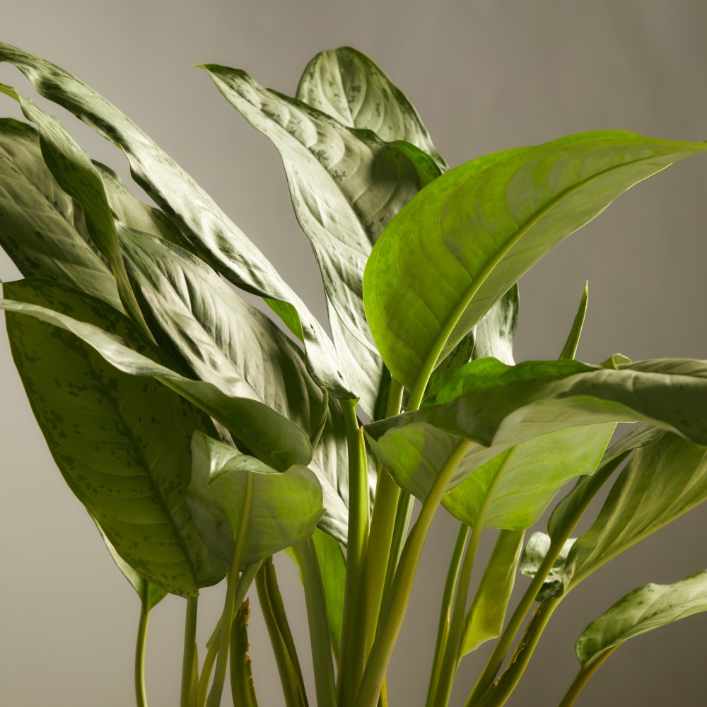 Аглаонема Фридман Аглаонема Фридман