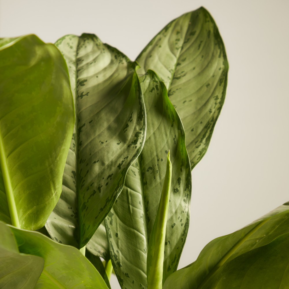 Аглаонема Фридман Аглаонема Фридман