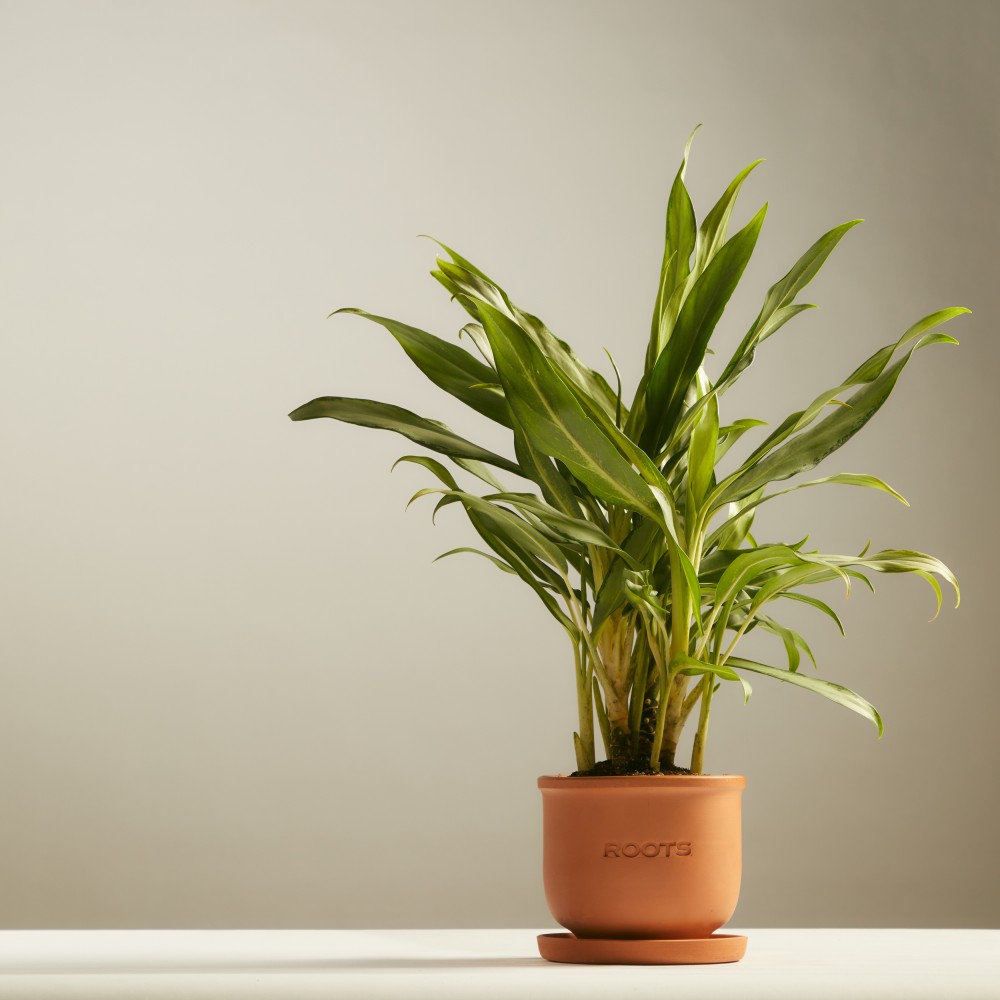 Аглаонема Вайт Ленс