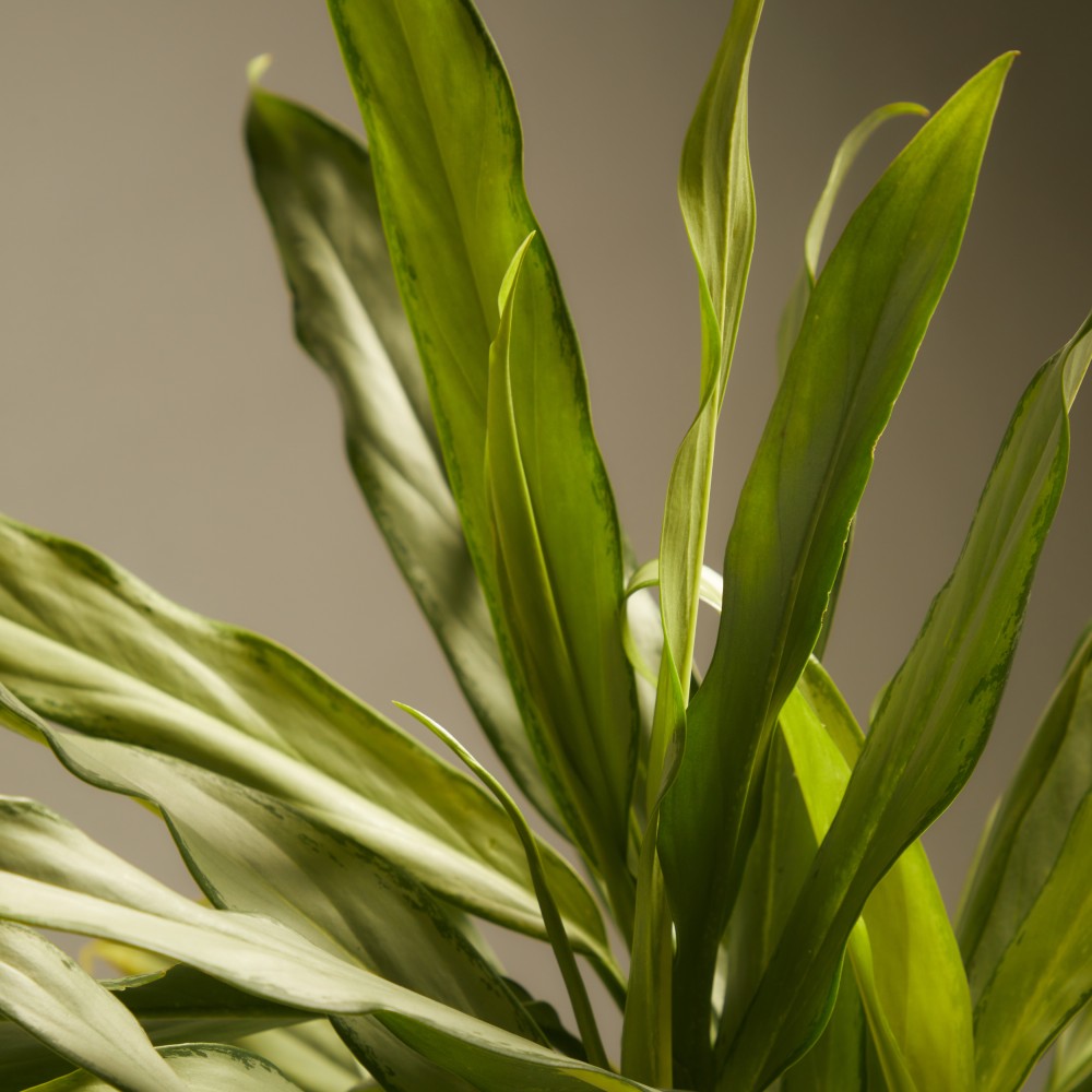 Аглаонема Вайт Ленс