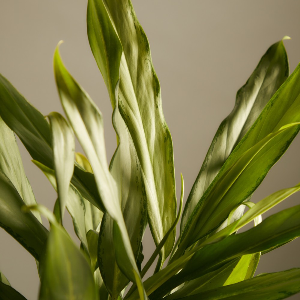 Аглаонема Вайт Ленс