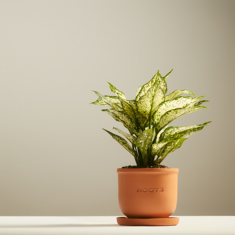 Аглаонема Вайт Киви Аглаонема Вайт Киви