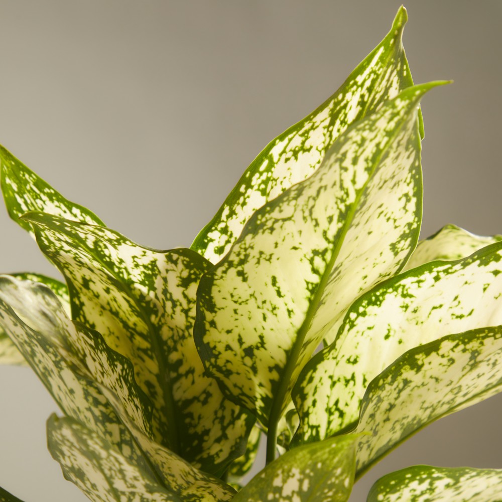 Аглаонема Вайт Киви Аглаонема Вайт Киви