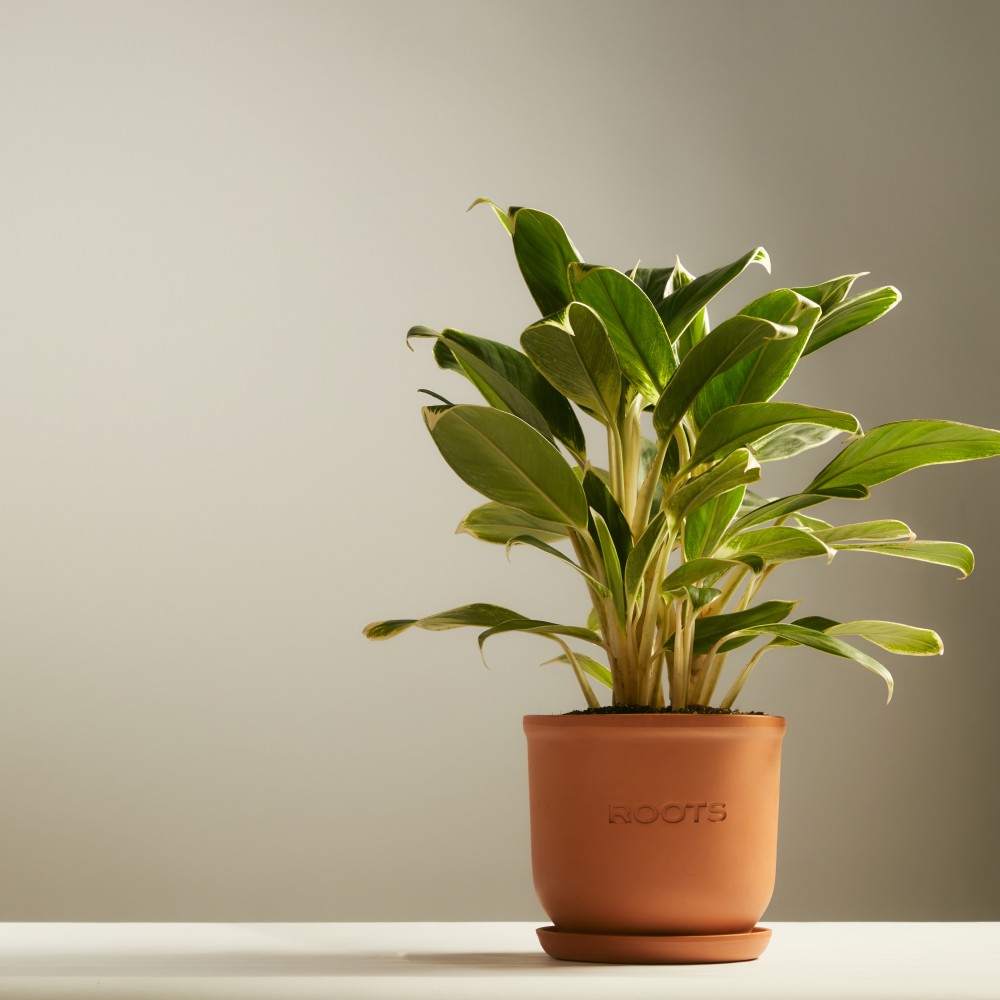 Аглаонема Вайт Лайм Аглаонема Вайт Лайм