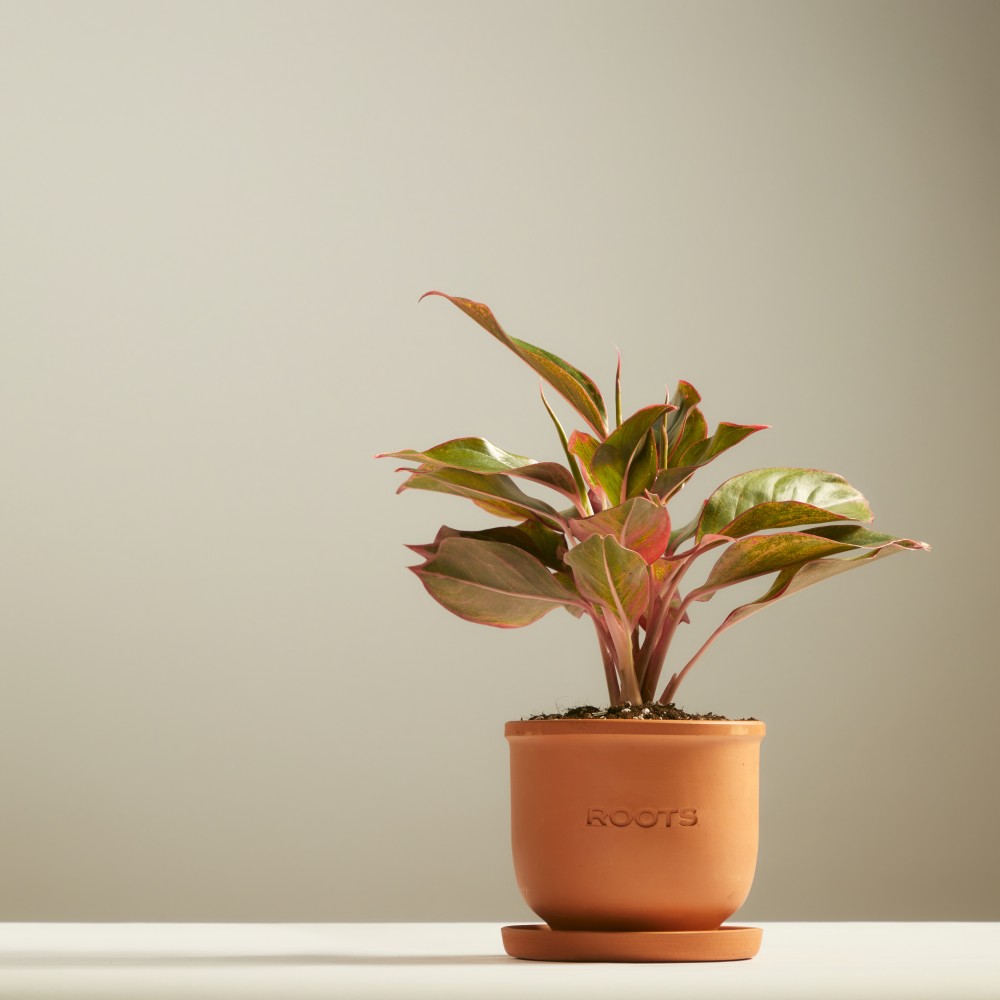 Аглаонема Крит