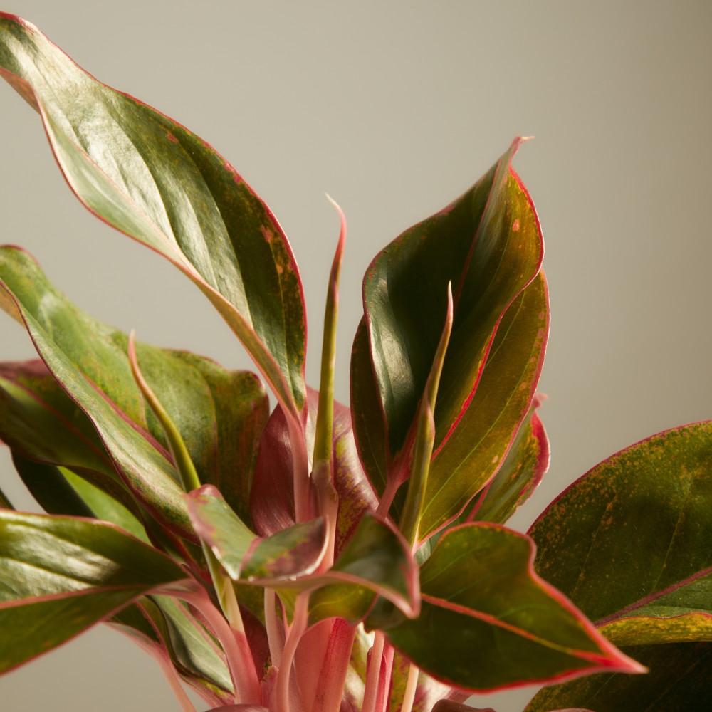 Аглаонема Крит