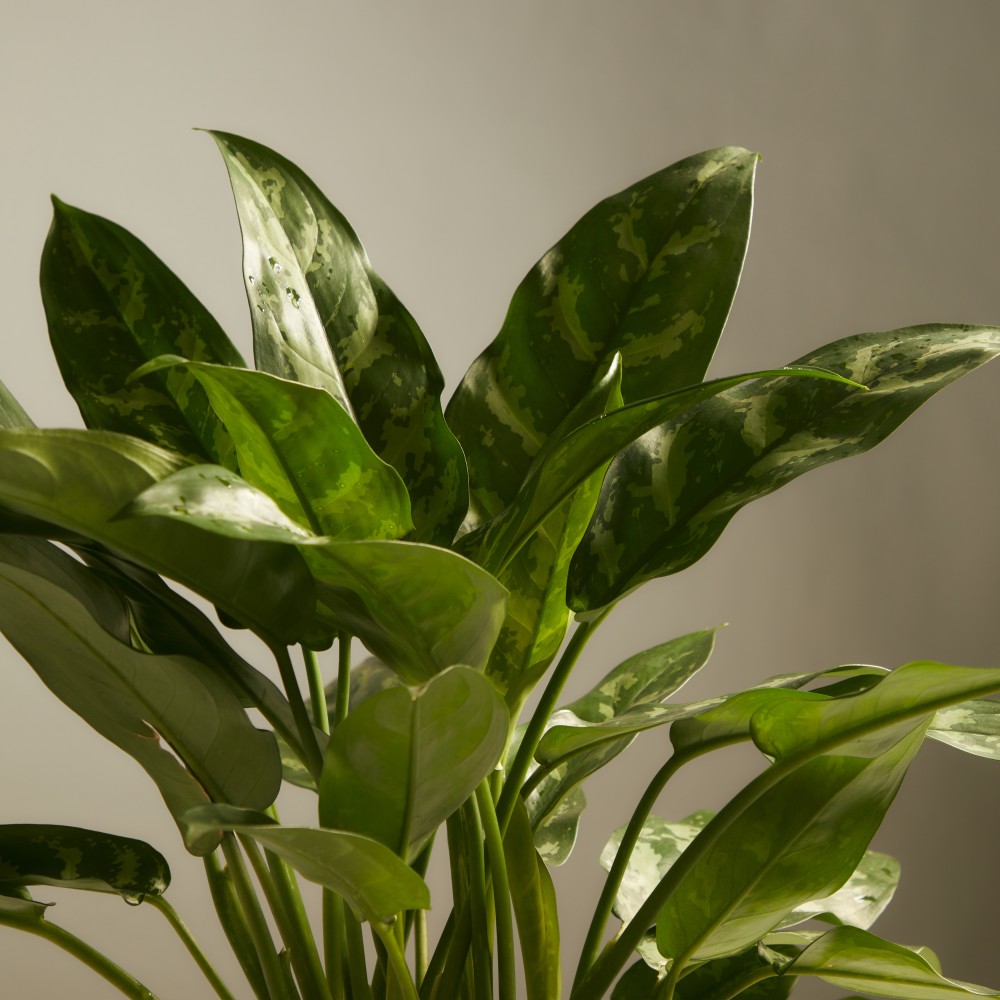 Аглаонема Мария Аглаонема Мария