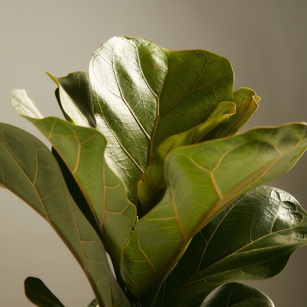 Фикус Лирата