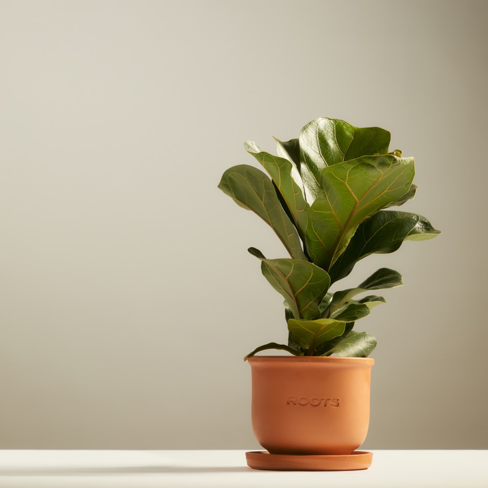 Фикус Лирата