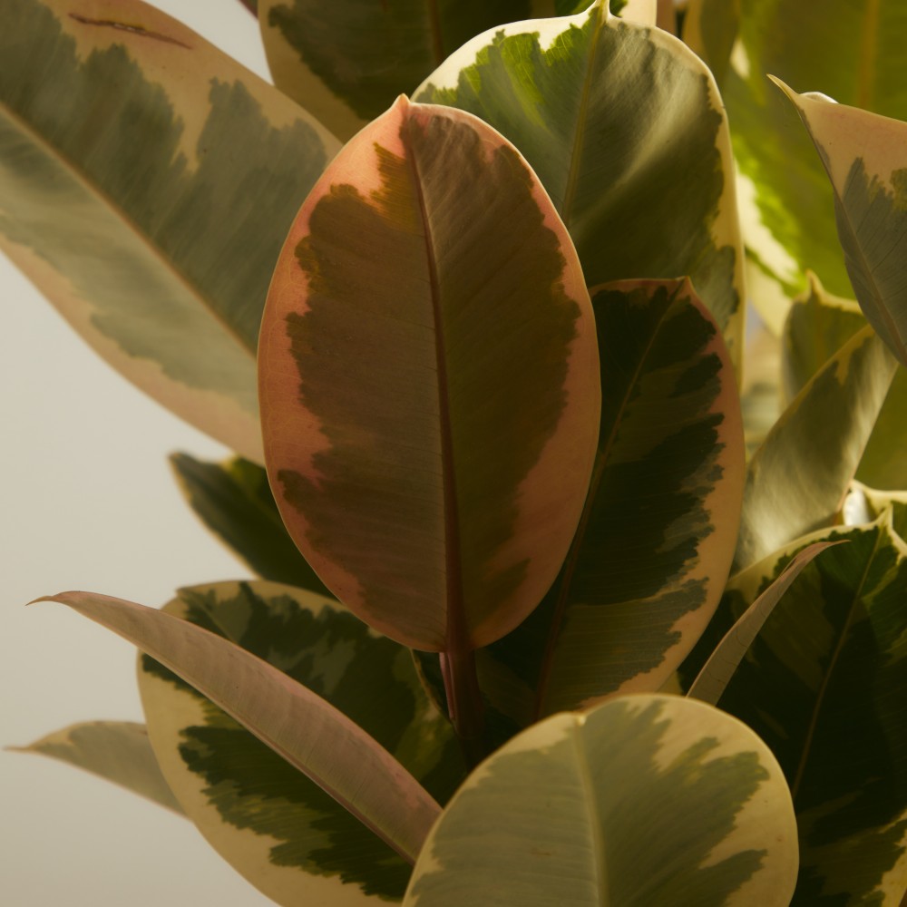 Фикус Эластика Тинеке Фикус Эластика Тинеке