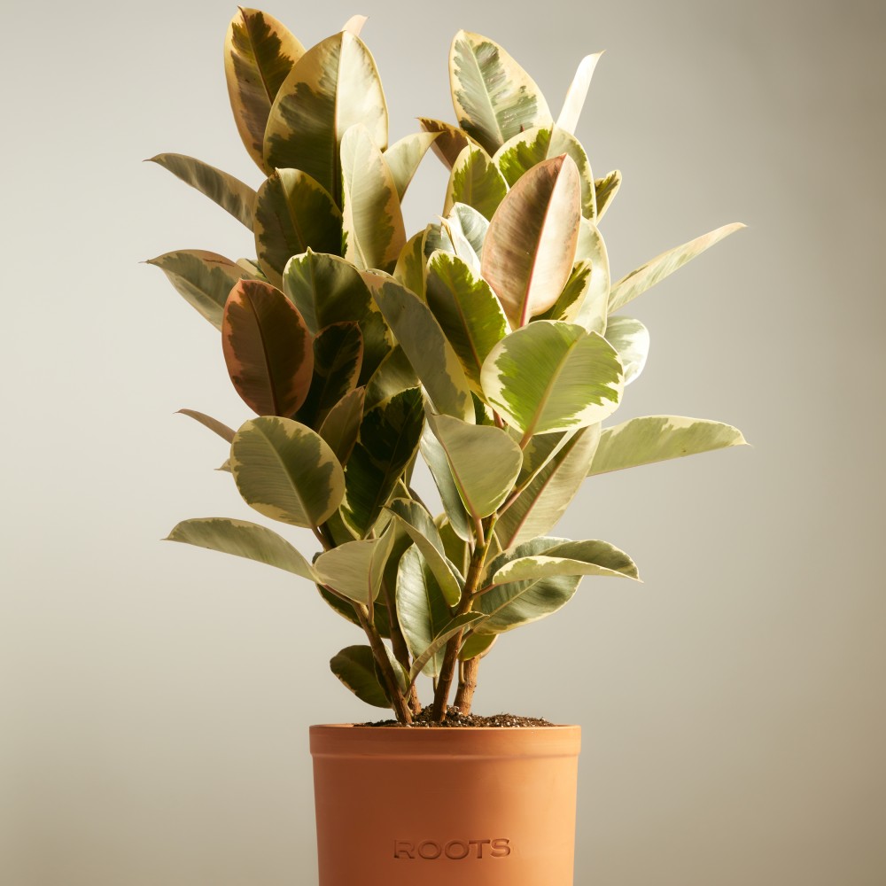 Фикус Эластика Тинеке Фикус Эластика Тинеке