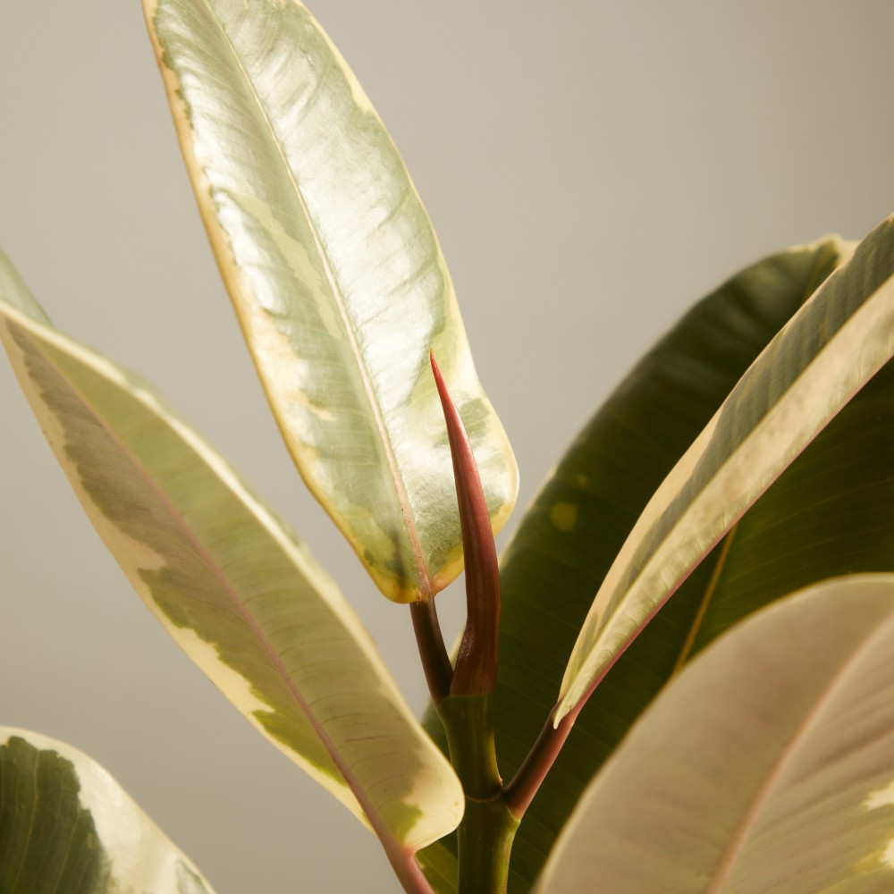 Фикус Эластика Тинеке Фикус Эластика Тинеке