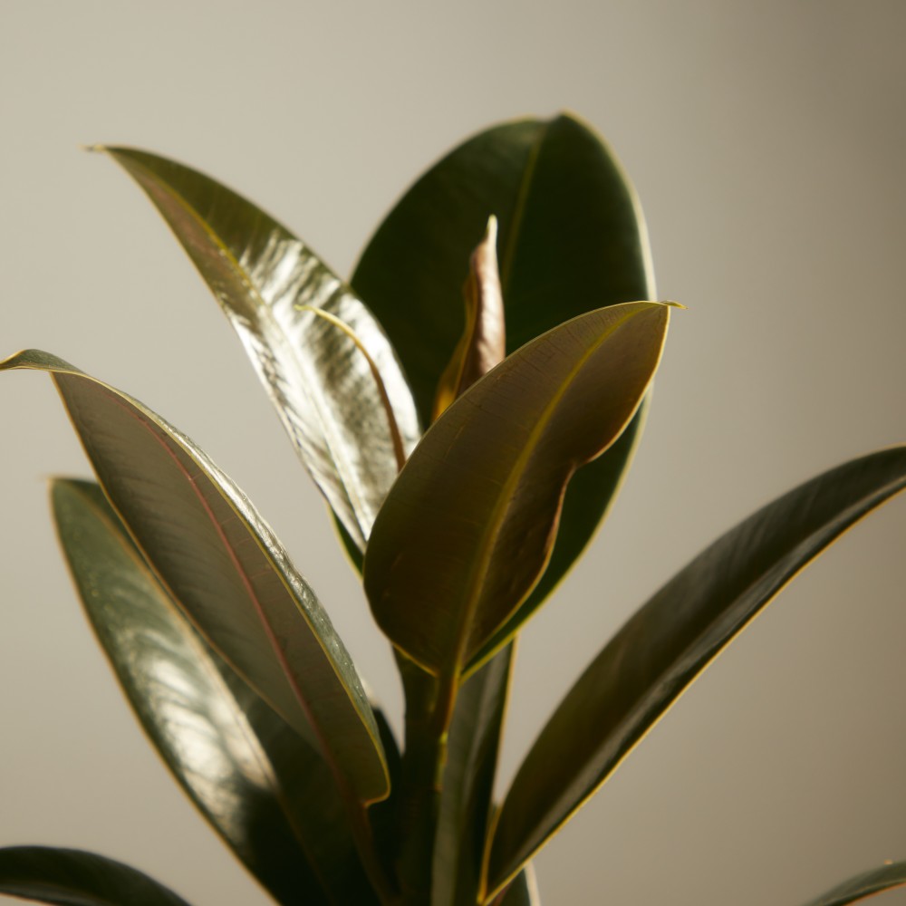 Фикус Эластика Мелани Фикус Эластика Мелани