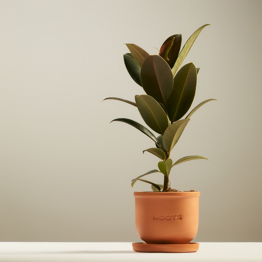 Фикус Эластика Мелани Фикус Эластика Мелани