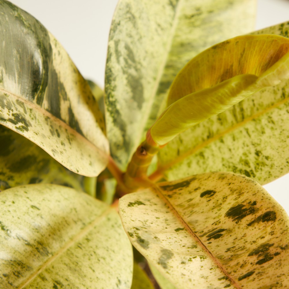 Фикус Шривериана