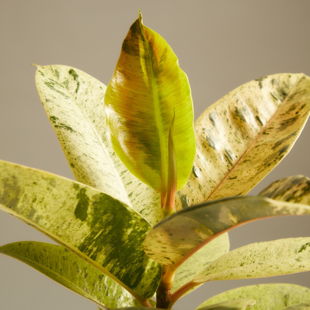 Фикус Шривериана