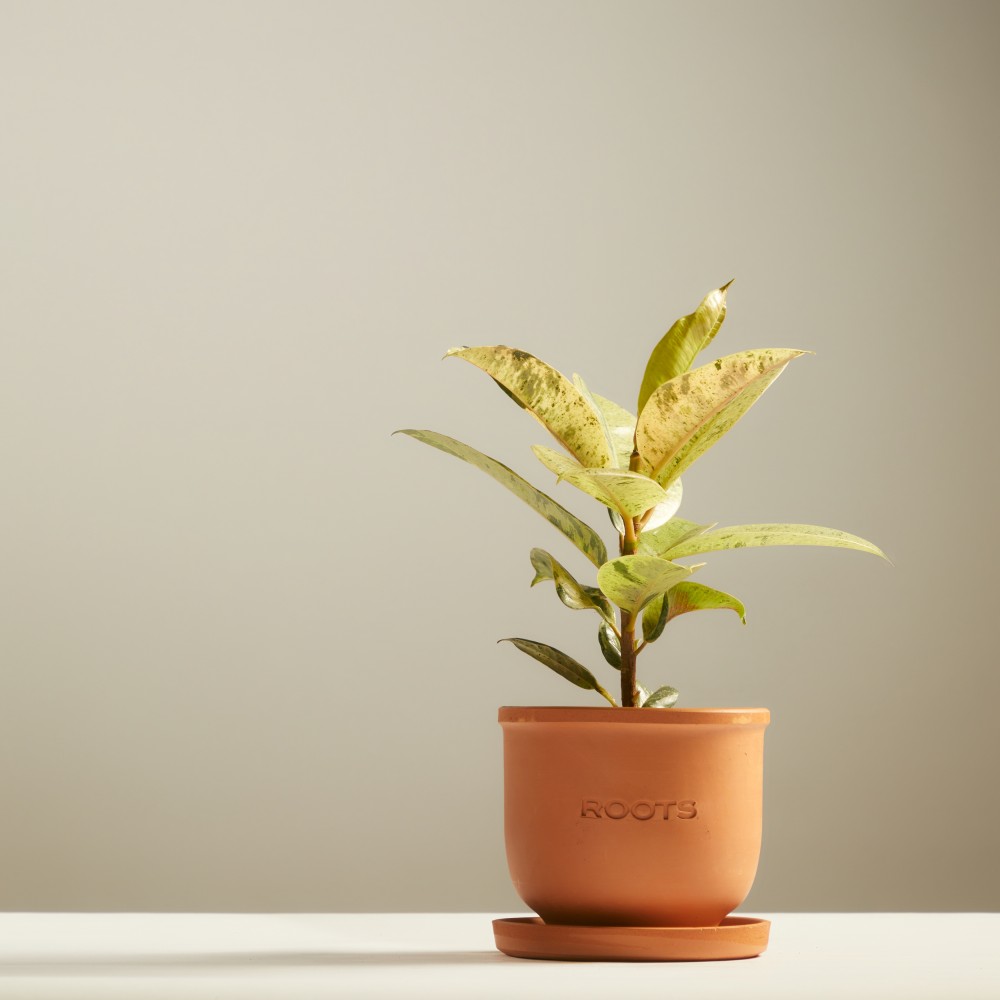 Фикус Шривериана