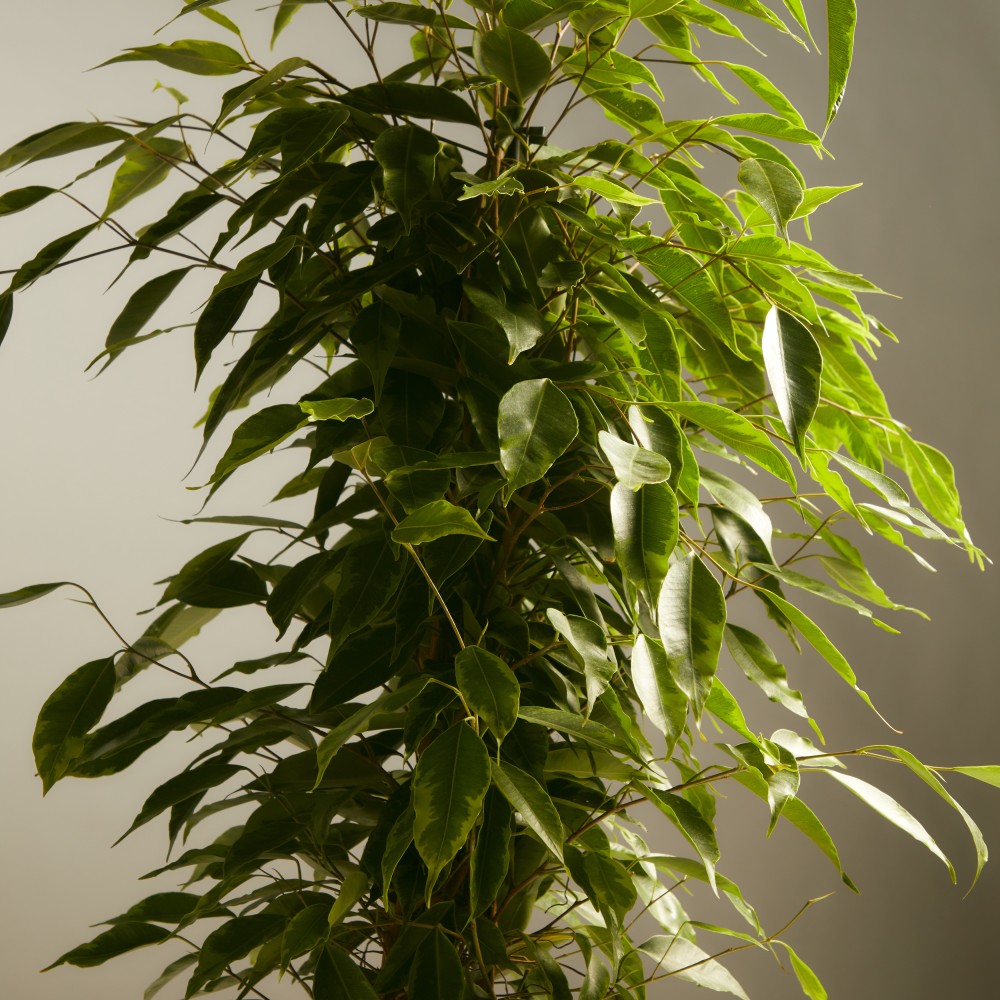 Фикус Бенджамина