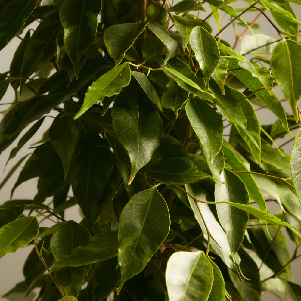 Фикус Бенджамина